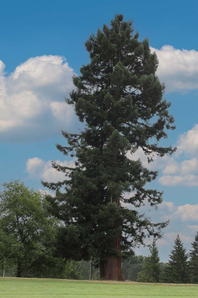 Seqoia Golf Larrabea